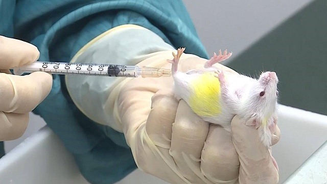 Mice administered with Vietnamese COVID-19 vaccine remain healthy