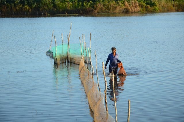 Fish season comes to Đồng Tháp Province
