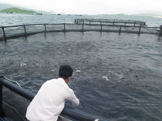 Plastic floating cages improve fish farming in Khánh Hòa Province