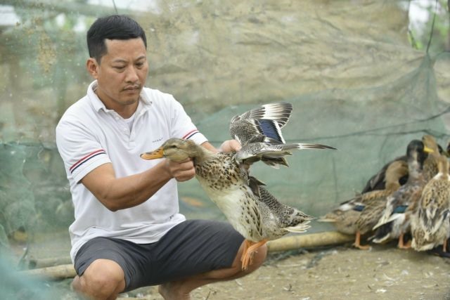 University lecturer successfully restores Cổ Lũng duck breed