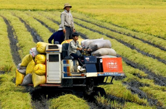 Mekong Delta province plans comprehensive steps to develop rice brand