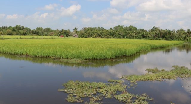 Bạc Liêu expands growing rice to organic standards