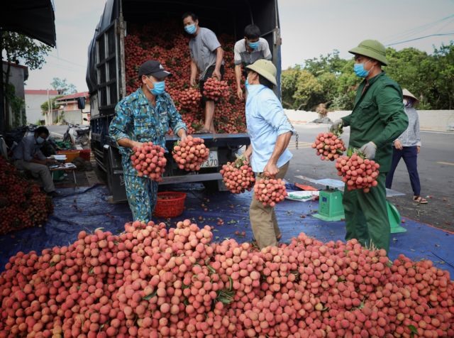 Enterprises expect strong growth in lychee exports