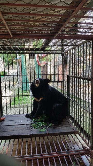 Calls for Hà Nội to prohibit breeding bears for bile at individual facilities
