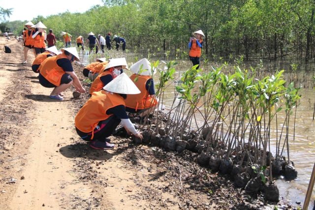 Trà Vinh Province grows forests to protect coasts improve environment