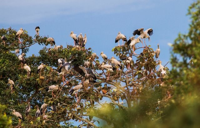 Endangered stork flock to southern Việt Nam