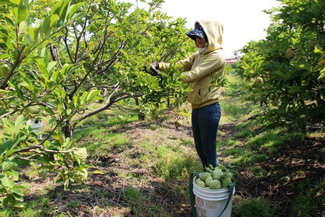 Tây Ninh custard apple farmers embrace VietGAP standards ...