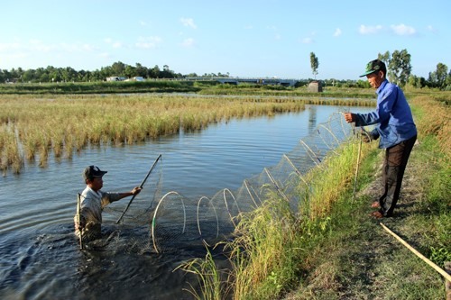 Cà Mau expands cultivation of giant river prawns, rice in same rice fields