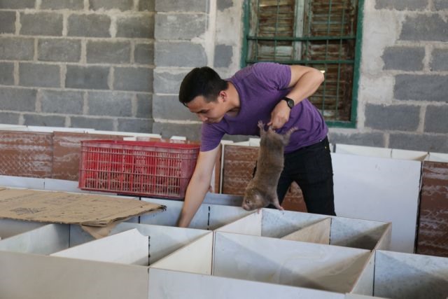 Bamboo rats help farmer escape poverty