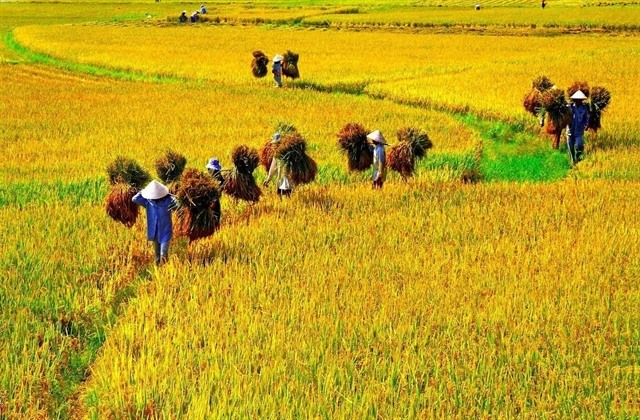 Organic rice zone emerged in central Việt Nam