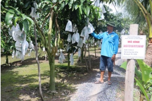 Đồng Tháp improves mango quality for export