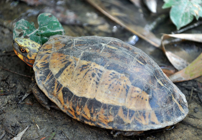 Phu Yen farm protects rare regional turtle from extinction ...