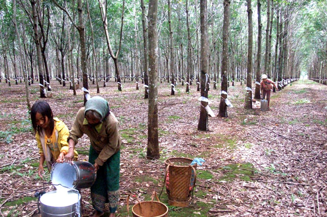 largest producer of natural rubber