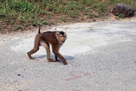 The monkey had appeared in the area few days ago and bitten some tourists when they tried to give him some food. The monkey had appeared in the area few days ago and bitten some tourists when they tried to give him some food.